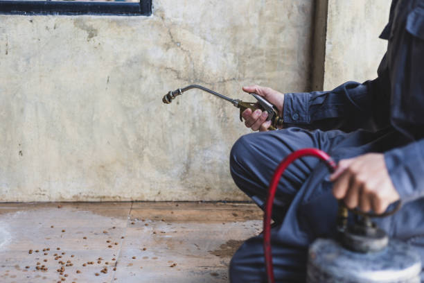 Best Local Pest Control Services  in Ash Grove, MO